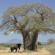 Profile Picture of Lino Ribeiro (@avelino.ribeiro.923) on Facebook