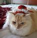 Profile Picture of Laurie Jacobson Bruning (@laurie.bruning.1) on Facebook