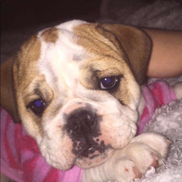 Profile Picture of Kaara Freismuth (@thumperjohn) on Poshmark