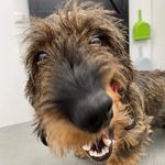 Profile Picture of Lotte 'Cata' von Wanaheim (@lotte_aus_wien) on Instagram