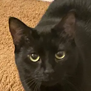 Sirena Gullion - Tiktok Profile Picture of Sirena Gullion (@sirenagullion) on Tiktok