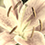 Profile Picture of Luz Mary Tabares Arcila (@luzmata) on Flickr