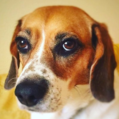 Profile Picture of Bridget (@BridgetBeagle) on Twitter