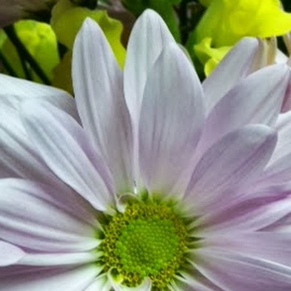 Profile Picture of Julie Donaruma (@dona_ruma) on Poshmark