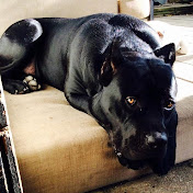 Profile Picture of Robert Cotto (@robcotsr) on Youtube