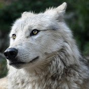 Profile Picture of Michael Breiling (@Tocomawhtewolf) on Youtube