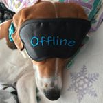 Profile Picture of Tiffany and Savanna Sambor (@jasminethefoxhound) on Instagram