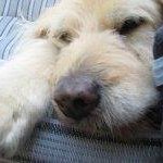 Profile Picture of Anne Coleman (@tikvalevy) on Instagram