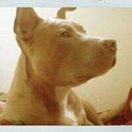 Profile Picture of Dominick Leon (@leon.dominick) on Instagram