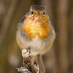 Profile Picture of GUILLERMO CASTUERA MANZANO (@Guille Castuera) on Flickr