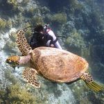 Profile Picture of Joan Torrent Fargas (@joan_torrent_tutu) on Instagram