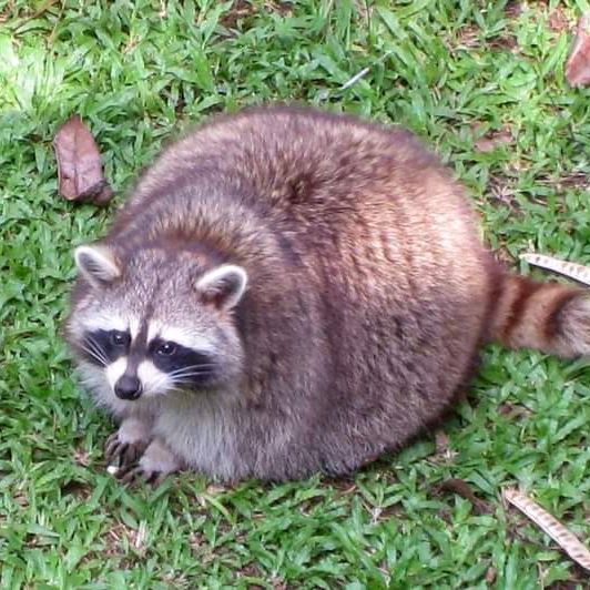 Profile Picture of Ariel D Reyes (@arieldreyes) on Tiktok