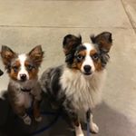 Profile Picture of Paxton & Sam (@sam_and_pax) on Instagram