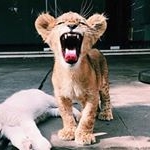 Profile Picture of Chris Essex (@chrislemmon69) on Instagram