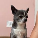 Profile Picture of Eric soldier blue (@eric.thechihuahua) on Instagram