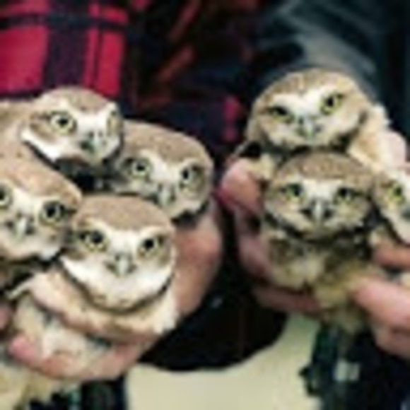 Profile Picture of Dana Pfoff (@dpfoff1226) on Poshmark