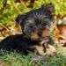 Profile Picture of Gramma.Kathy (@yorkiemum) on Pinterest