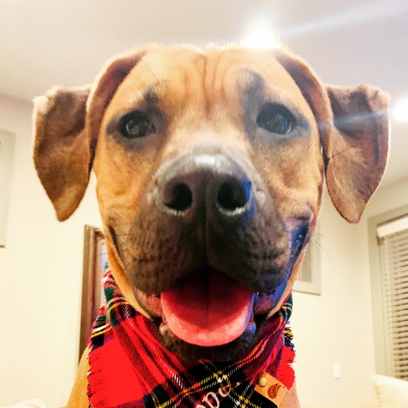 Profile Picture of Michelle Forcina (@mmfpa) on Poshmark