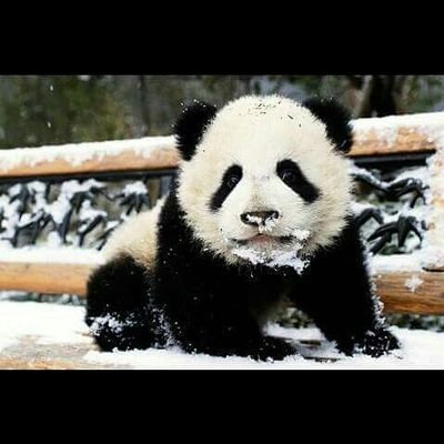 Profile Picture of Ahmed Reis (@simpleng_carl) on Twitter