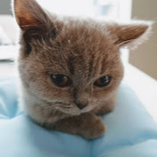 Profile Picture of Simon Wang (@simonwang3012) on Youtube