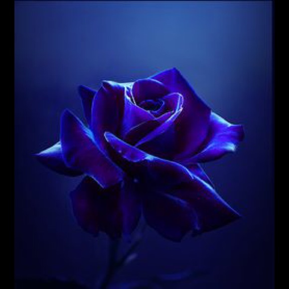 Profile Picture of Julia Figueiredo (@jujulia_) on Poshmark