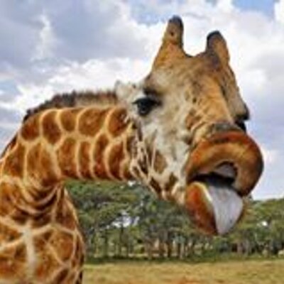 Profile Picture of Sainojenta (@Julia_Bergmann_) on Twitter