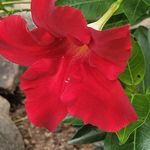 Profile Picture of Donna McFadden (@shadycat2010) on Instagram