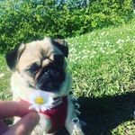 Profile Picture of 🐾Crystal🐶 (@crystal.the.pugalicous.pug) on Instagram