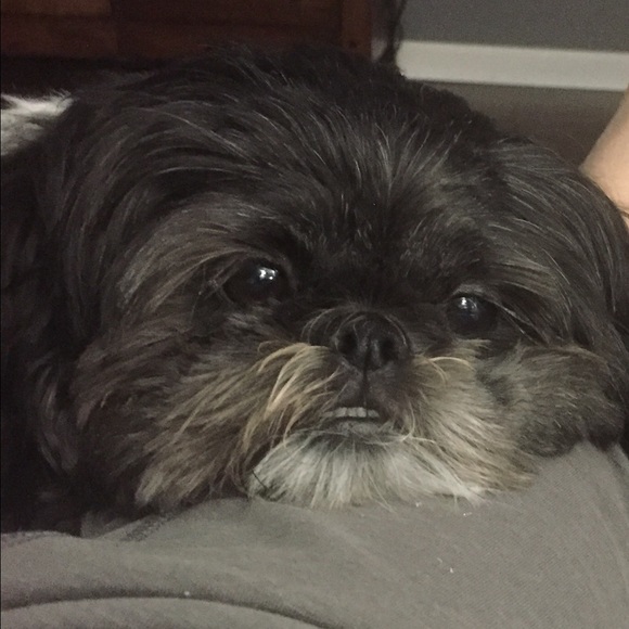 Profile Picture of Jackie Aloyo (@jaloyo004) on Poshmark