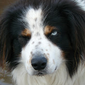 Profile Picture of JOHN MACDOUGALL (@johnmacdougall8837) on Youtube