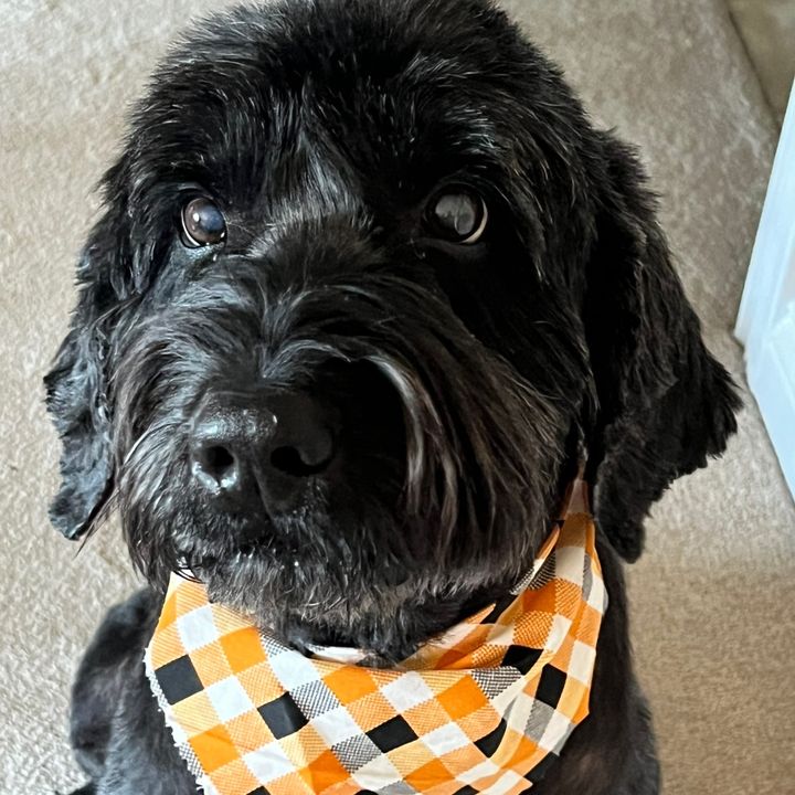 Profile Picture of DHomie2 (@davidholmer) on Tiktok