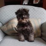 Profile Picture of turbowtom (@turbow_tom) on Instagram