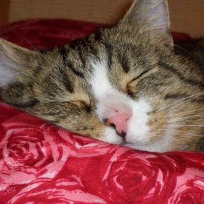 Profile Picture of Michael Ender (@MichaelEnder) on Twitter