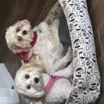 Profile Picture of Dinah Palmer (@Dinah-Palmer) on Facebook