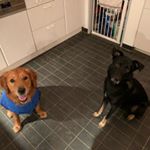 Profile Picture of Melanie Schweizer (@meli200393) on Instagram