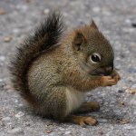 James squirrel - Instagram Profile Picture of James squirrel (@squirrelinmyheart) on Instagram