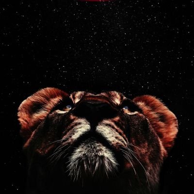 Profile Picture of Dane Pat (@DanePat1) on Twitter