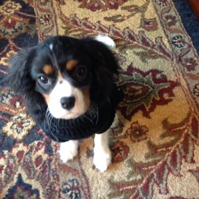 Profile Picture of Cathy L Clary (@CathyLClary2) on Twitter
