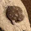 Profile Picture of 🐀 (@herpguy) on Tiktok