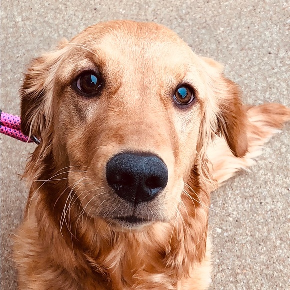 Profile Picture of Lorena Taylor (@lorenakcmo) on Poshmark