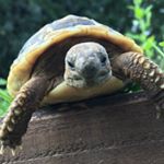 Profile Picture of George the Hermann (@george_the_hermann) on Instagram