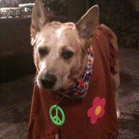 Profile Picture of Marcia Rother (@marother58) on Pinterest