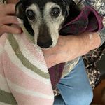 Profile Picture of Michelle Leigh Clapp (@3doxiesful) on Instagram