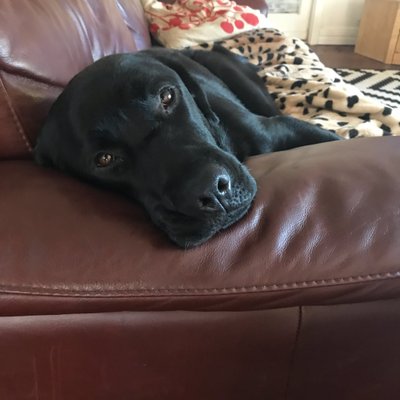 Profile Picture of Tony Malcolm (@aquaticgecko) on Twitter