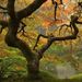 Profile Picture of Steve DeWitt (@dewittsteve) on Pinterest