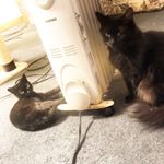 Profile Picture of Michael Muccino (@life_with_michael_m) on Instagram