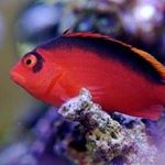 Profile Picture of John Crosby (@john_the_fish_man) on Instagram