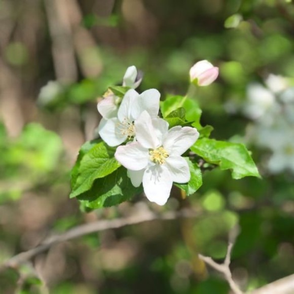 Profile Picture of Irene Cheung (@irene_cheung) on Poshmark