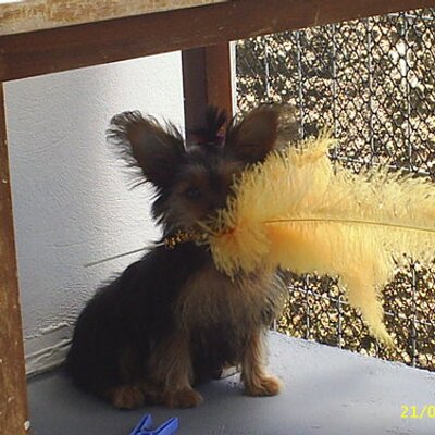 Profile Picture of Bruna Nunes (@the_bru_nick) on Twitter