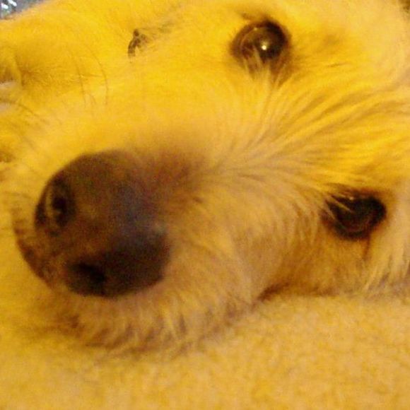 Profile Picture of Julie Wallenberg (@sargefoley) on Poshmark